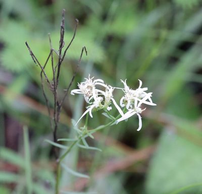Sericocarpus linifolius, photographed by Lauren McLaurin