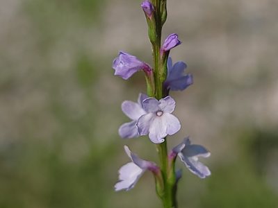 Verbena simplex, photographed by Elias
