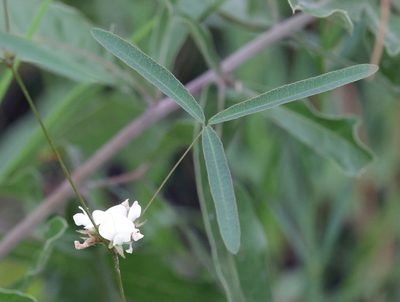 Strophostyles leiosperma, photographed by Lauren McLaurin