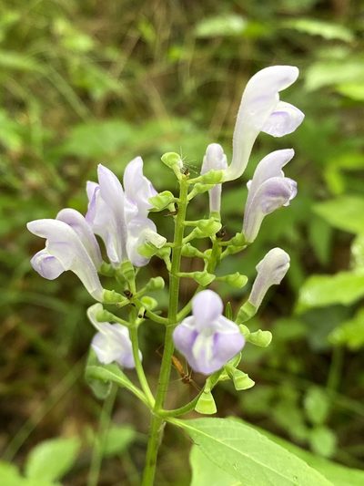 Scutellaria serrata, photographed by Carol Ann McCormick