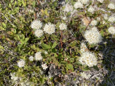 Spiraea stevenii, photographed by Roger Rittmaster
