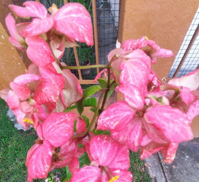 Mussaenda philippica, photographed by Maria Janeiro