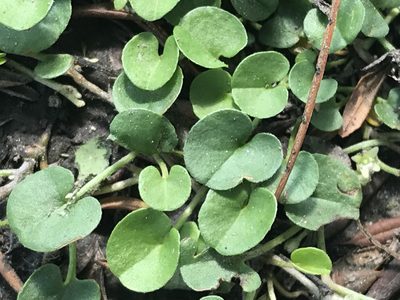 Dichondra donelliana, photographed by Ryan Donnelly