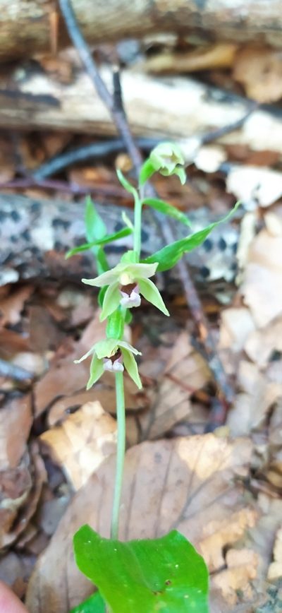 Epipactis persica, photographed by Алексей Ябс