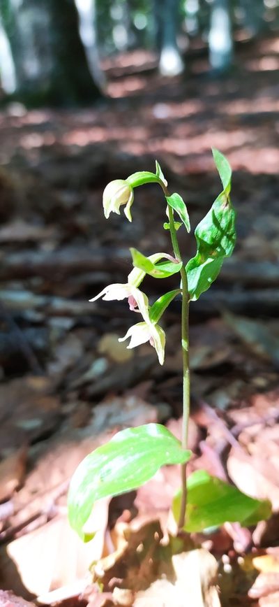 Epipactis persica, photographed by Алексей Ябс