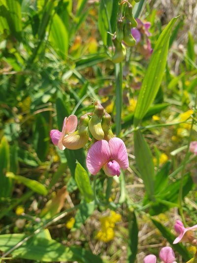 Lathyrus heterophyllus, photographed by Jonathan Hughes