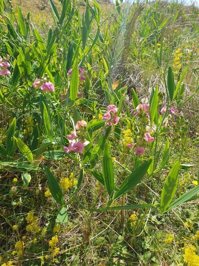 Lathyrus heterophyllus, photographed by Jonathan Hughes