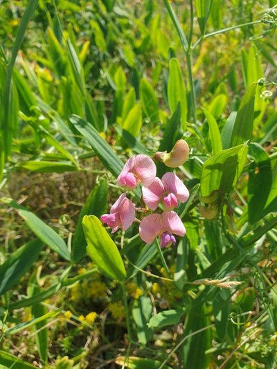 Lathyrus heterophyllus, photographed by Jonathan Hughes