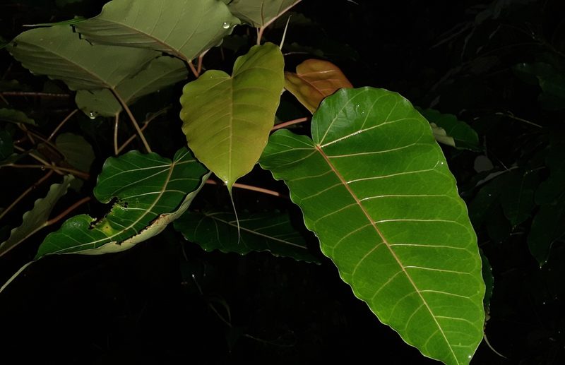 Ficus arnottiana, photographed by OnePlanet