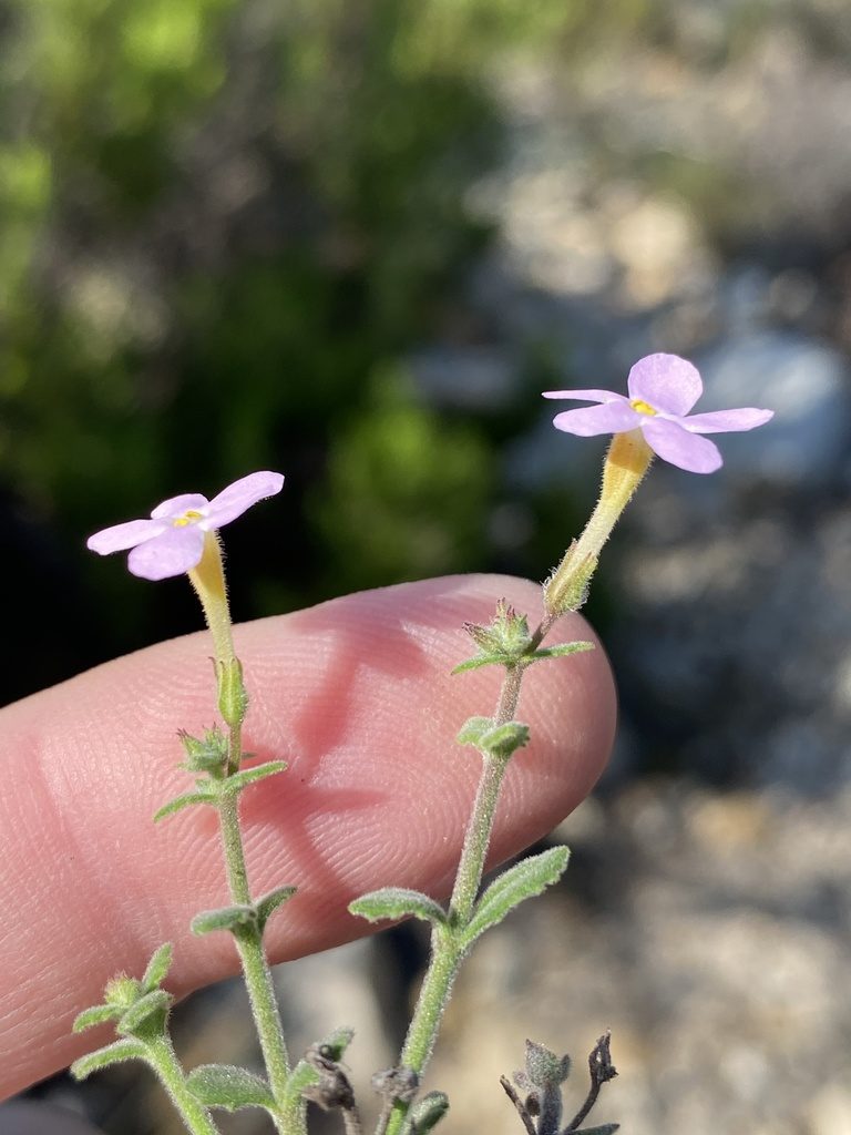 Chaenostoma marifolium, photographed by Dave U