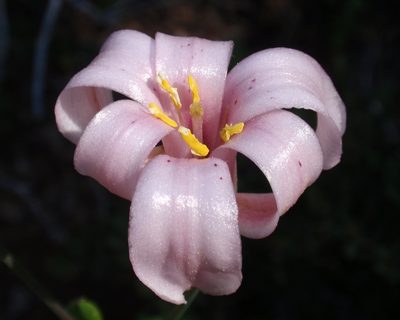Lilium rubescens, photographed by tomhilton