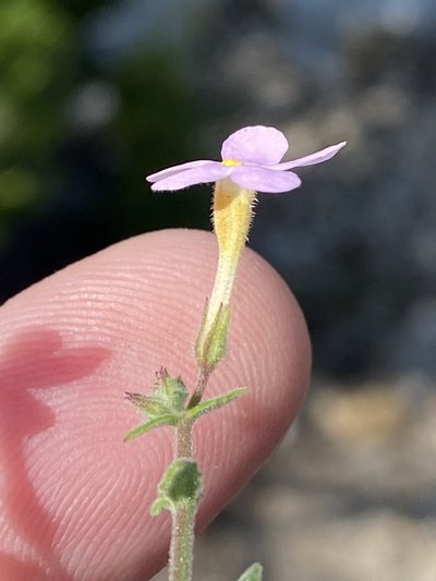 Chaenostoma marifolium, photographed by Dave U