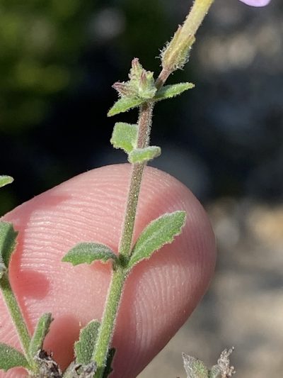 Chaenostoma marifolium, photographed by Dave U