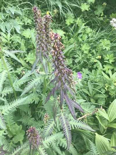 Pedicularis recutita, photographed by Lukas Zangl