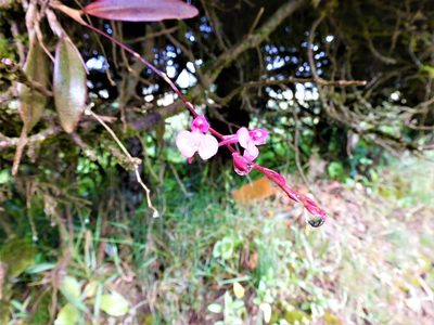 Comparettia falcata, photographed by Álvaro Rivas Godin
