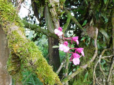 Comparettia falcata, photographed by Álvaro Rivas Godin