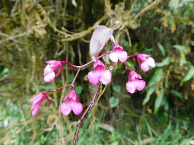 Comparettia falcata, photographed by Álvaro Rivas Godin