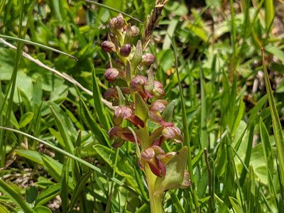 Dactylorhiza viridis, photographed by agosti