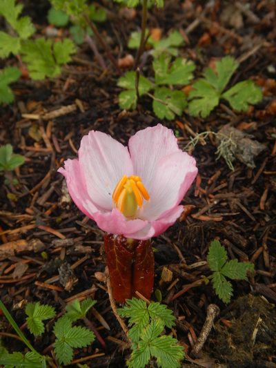 Podophyllum hexandrum, photographed by Chao Shi