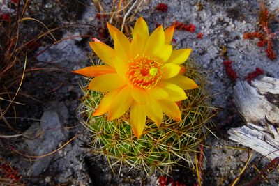 Matucana aureiflora, photographed by Wilson Diaz Miranda