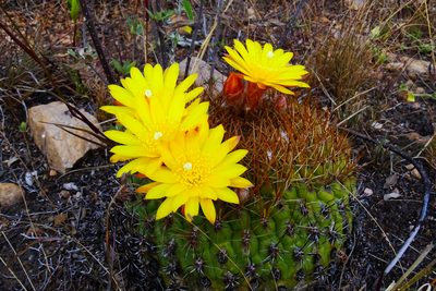 Matucana aureiflora, photographed by Wilson Diaz Miranda