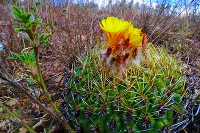 Matucana aureiflora, photographed by Wilson Diaz Miranda