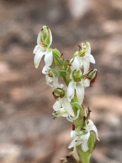 Platanthera yadonii, photographed by Irene
