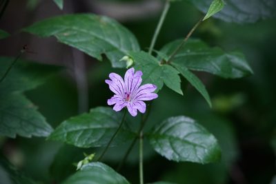 Geranium nodosum, photographed by Dario Taraborelli
