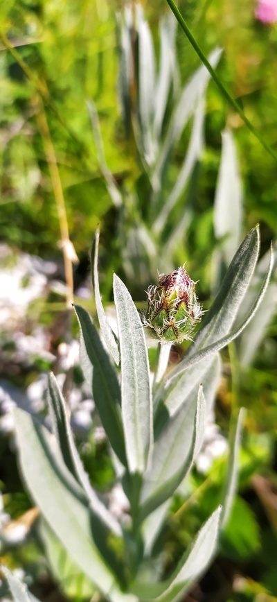 Centaurea fuscomarginata, photographed by Алексей Ябс
