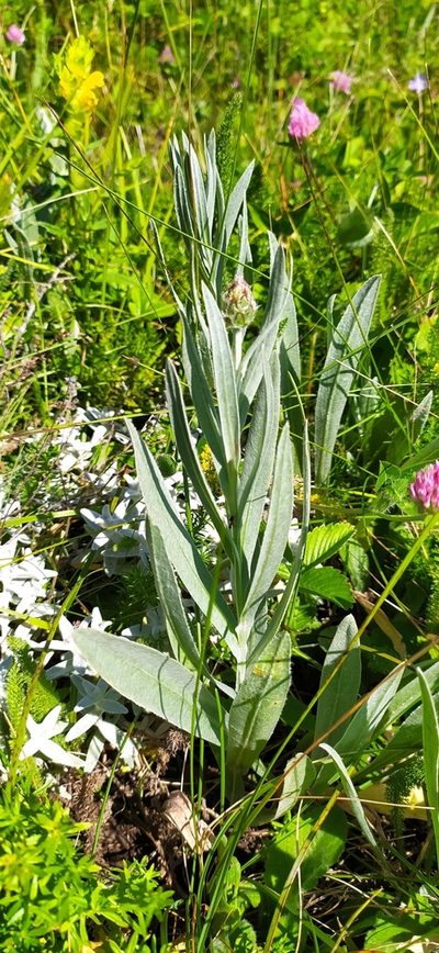Centaurea fuscomarginata, photographed by Алексей Ябс