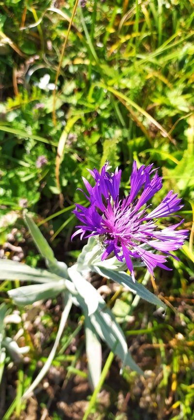 Centaurea fuscomarginata, photographed by Алексей Ябс