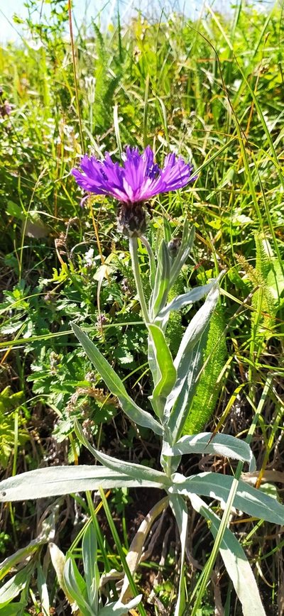 Centaurea fuscomarginata, photographed by Алексей Ябс