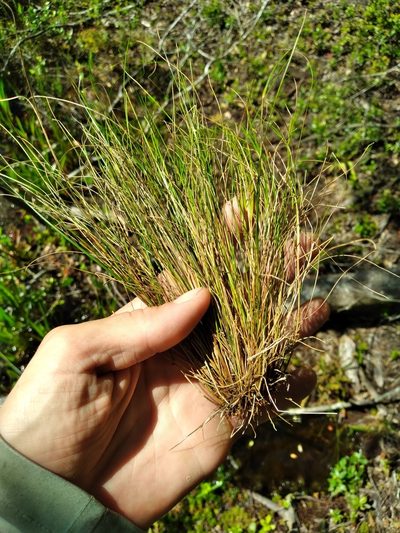 Rhynchospora filifolia, photographed by Scott Ward
