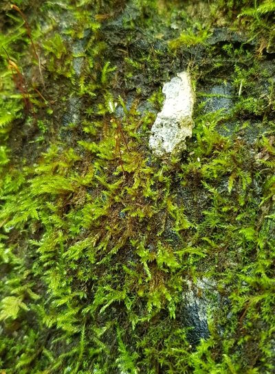 Hygrohypnum luridum, photographed by Helen Waterman