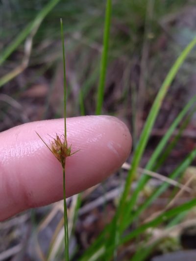 Rhynchospora gracilenta, photographed by Scott Ward