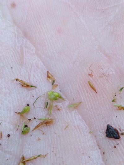 Rhynchospora gracilenta, photographed by Scott Ward