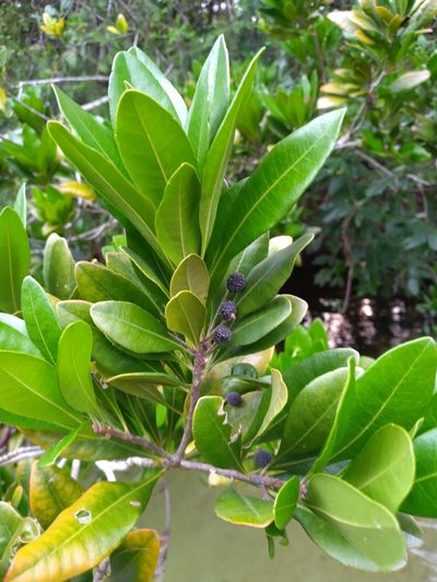 Myrica inodora, photographed by Scott Ward