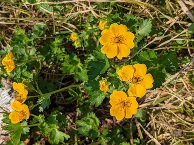 Potentilla flabellifolia, photographed by Bryn