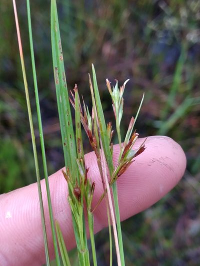 Scleria muehlenbergii, photographed by Scott Ward