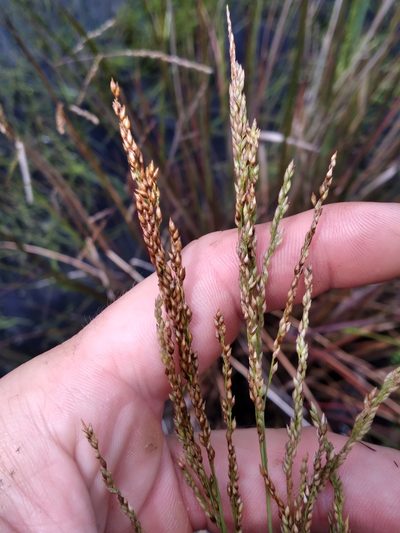 Coleataenia longifolia, photographed by Scott Ward