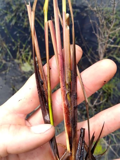 Coleataenia longifolia, photographed by Scott Ward