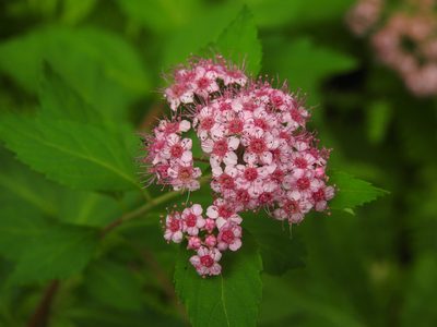 Spiraea japonica, photographed by Erik Schiff