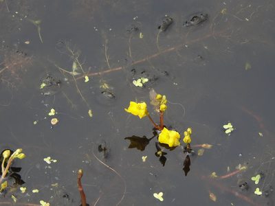 Utricularia macrorhiza, photographed by Erik Schiff