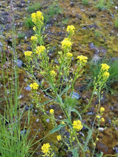 Rorippa barbareifolia, photographed by Syd Cannings