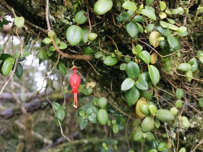 Sarmienta scandens, photographed by Inao Vasquez