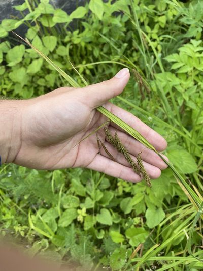 Carex fumosimontana, photographed by Brandon Wheeler