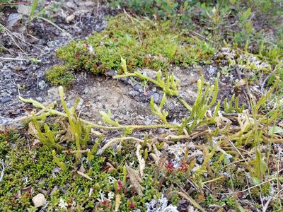 Lycopodium lagopus, photographed by Syd Cannings