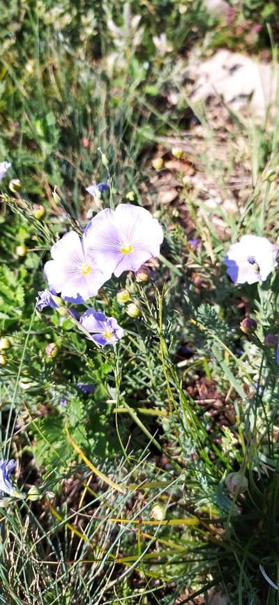 Linum nervosum, photographed by Алексей Ябс