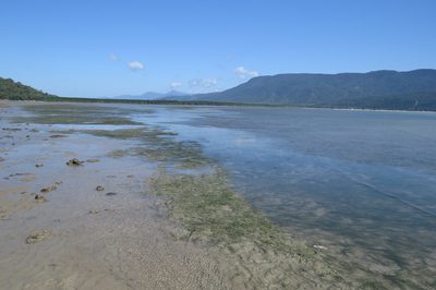 Halodule pinifolia, photographed by coenobita