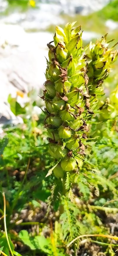 Pedicularis sibthorpii, photographed by Алексей Ябс